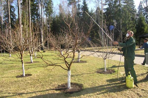 Обработка яблонь весной от болезней и вредителей железным и медным купоросом