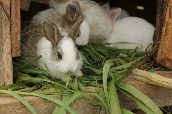 Чем кормить кроликов, чтобы они набирали вес? рацион кроликов для быстрого набора массы