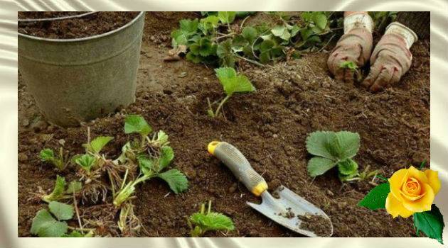 Ваш первый сад: как правильно посадить клубнику весной в открытый грунт