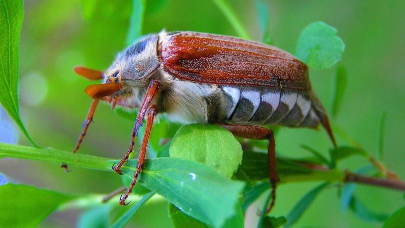 Клубнику едят личинки майского жука, что делать?