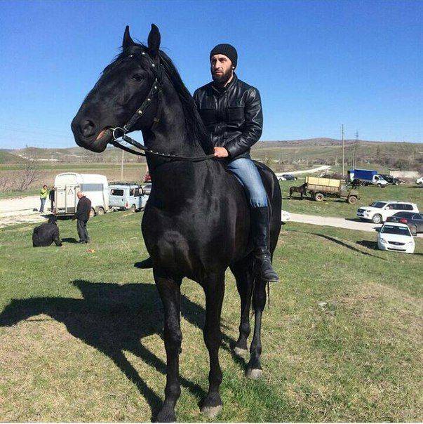 Карачаевская порода лошадей — описание, фото, история, характерные особенности