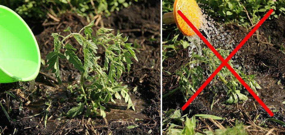 Не знаете, чем подкормить помидоры после высадки в грунт? опытные огородники раскрывают все свои секреты!