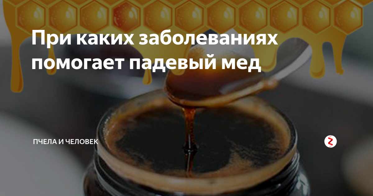 Падевый мед — что это такое? как определить падевый мед?
