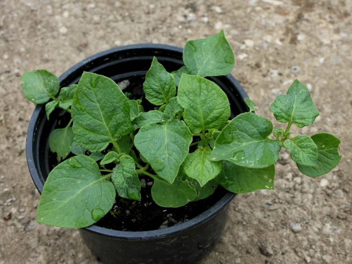 Как выращивать картофель из семян и когда их нужно собирать
