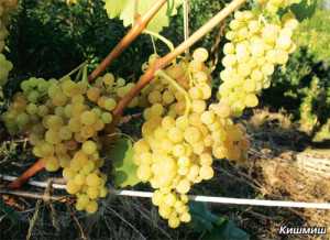 Сажаем виноград весной правильно: когда и как высаживать саженцы в грунт — инструкция для начинающих
