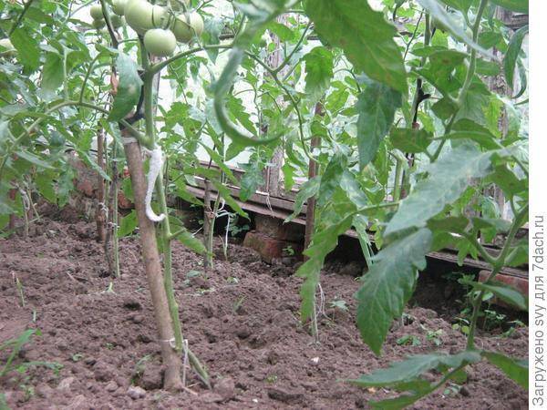 Нужно ли обрывать нижние листья у томатов?
