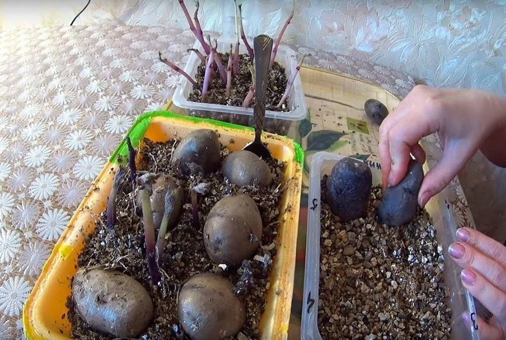Нужно ли обрывать ростки у картофеля перед посадкой, что делать с белыми ростками