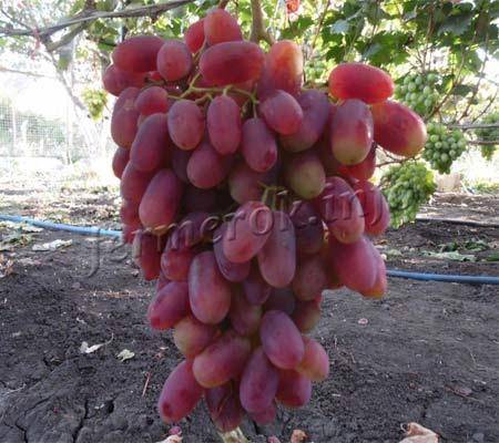Выращиваем популярный скороспелый сорт винограда преображение