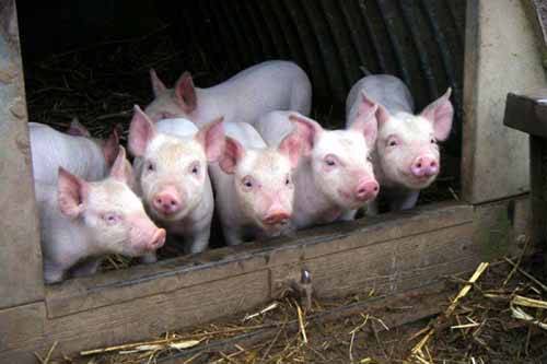 Глисты у свиней очень опасны, принципы лечения и профилактики