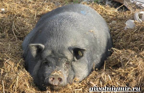 Вьетнамская свинья  фото, описание, ареал, питание, враги
