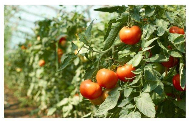 Кукла Маша: описание сорта томата, характеристики помидоров, выращивание