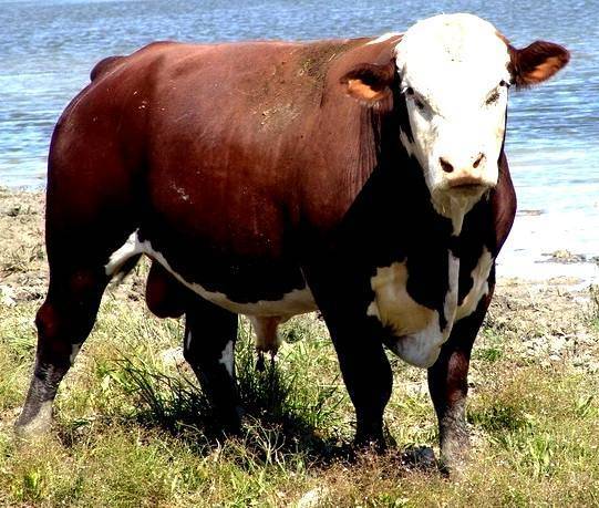Характеристики швицкой породы коров
