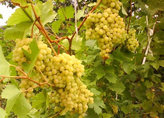 Тонкости выращивания высокоурожайного винограда столового сорта алешенькин