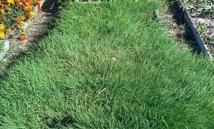 Что такое полевица побегоносная: описание травы, как выглядит, где используется