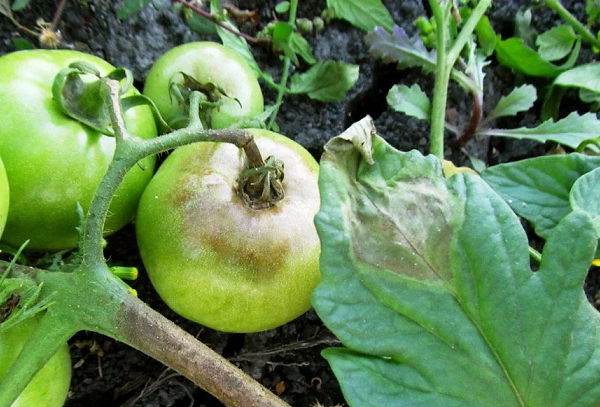 Вредители рассады томатов и методы борьбы с ними