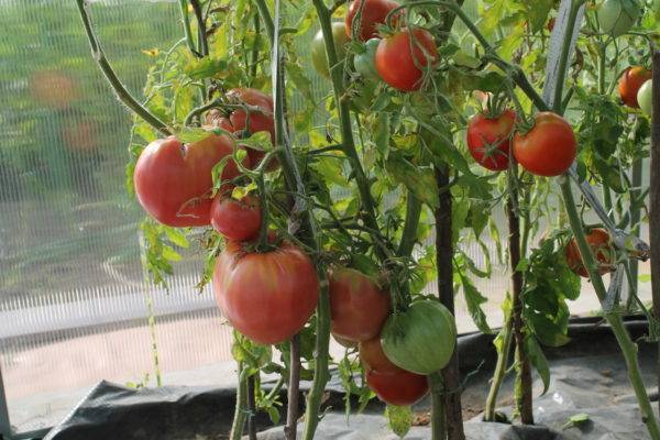 Раскрываем секреты: чем удобрять помидоры при посадке, чтобы они быстрее росли и обильнее плодоносили