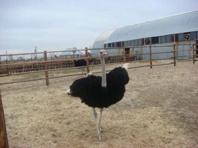 О разведении страусов в домашних условиях, выгодное выращивание птенцов