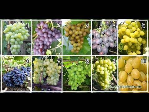 Сорта винограда для вина: описание, фото, характеристики