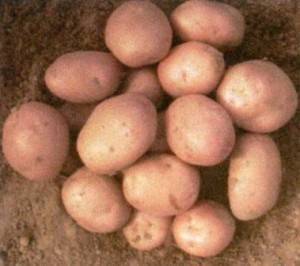 Семенной картофель: выбираем сорт и учимся выращивать из семян дома