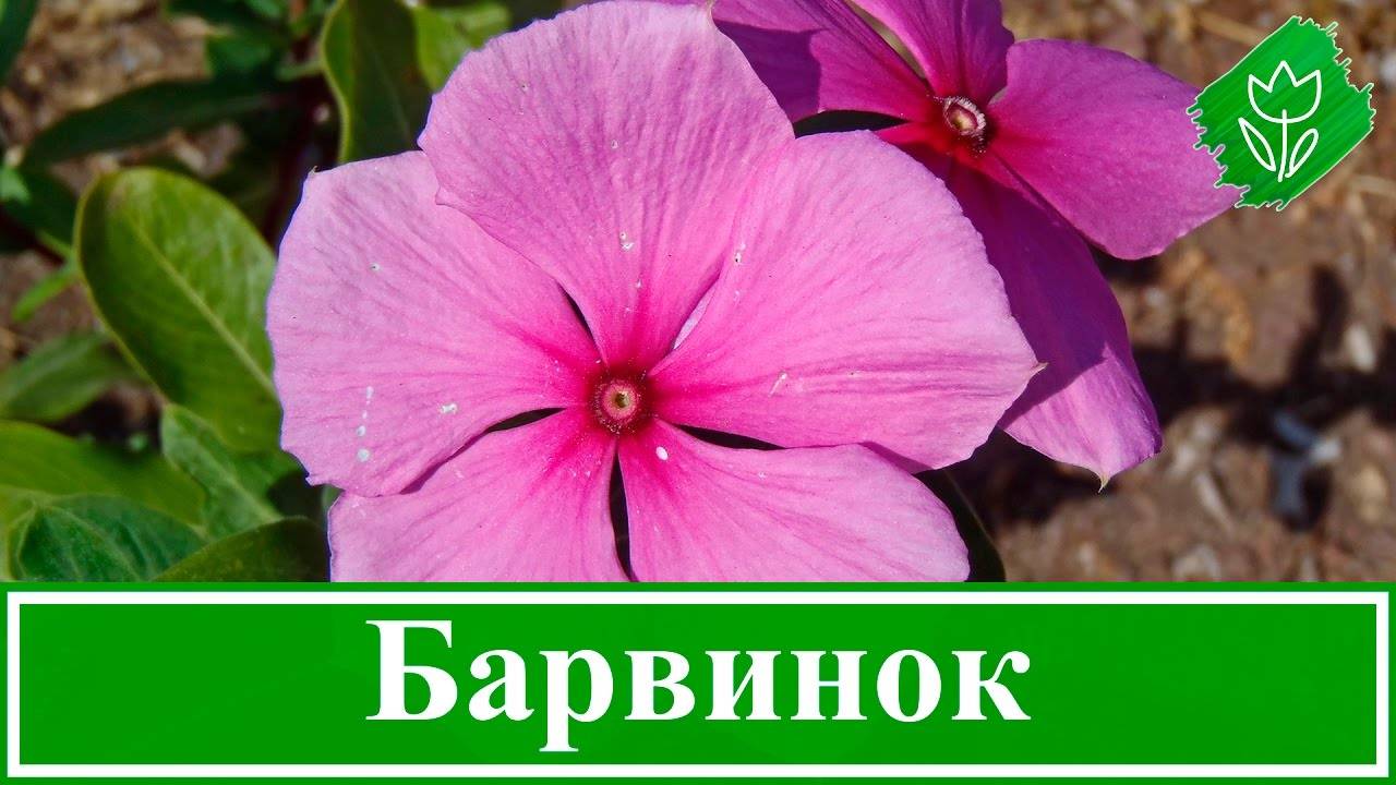 Барвинок — посадка и уход, свойства цветков барвинка