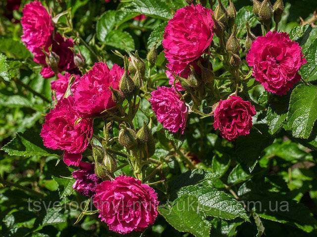 Роза ругоза: посадка и уход в открытом грунте