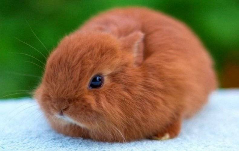 Вислоухий кролик — 14 пород карликовых декоративных с короткими ушами