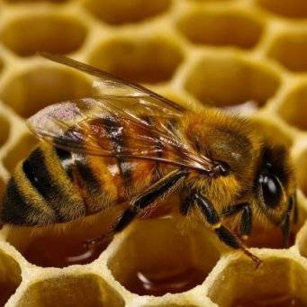 Обработка пчел от клеща осенью - как и чем лучше