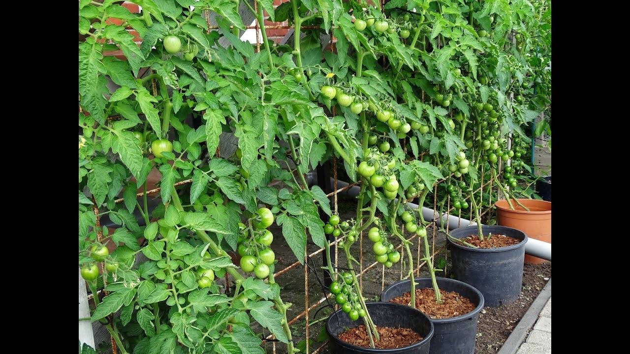 Как сажать помидоры на рассаду в торфяные горшочки: в чем суть метода, как подготовить стаканчики и семена томатов к выращиванию, когда перемещать в грунт?