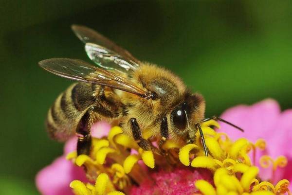 Сколько живет пчела? возможно ли уберечь ее от гибели?