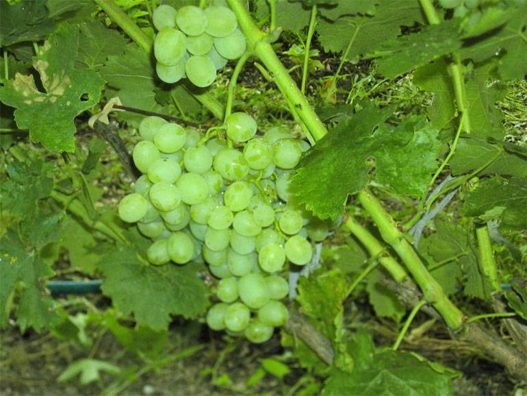 Виноград "восторг идеальный": описание сорта, уход, фото и подробная характеристика