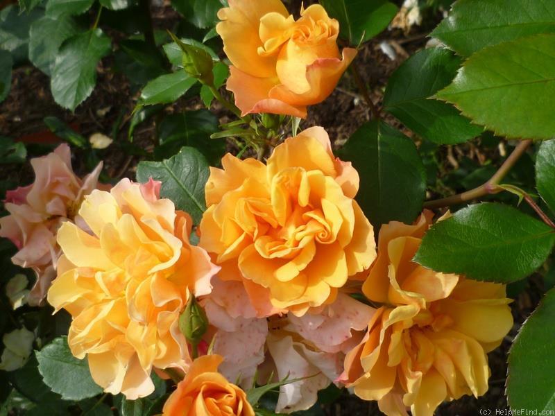 Описание лучших сортов розы грандифлора, технология выращивания