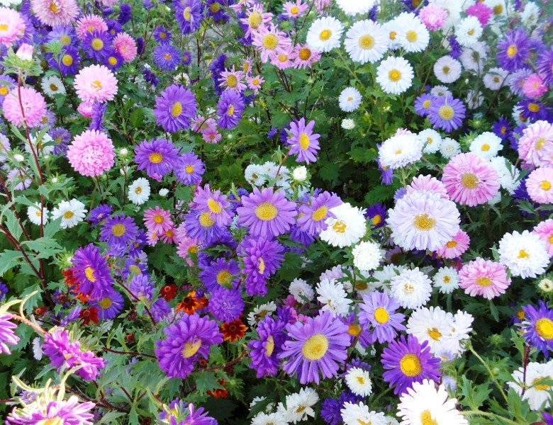 Высокие садовые цветы (42 фото): названия многолетних высокорослых растений для дачи, розовые и синие цветы. как их подвязать?