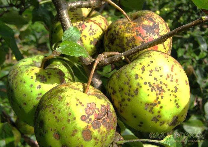 Яблоки гниют прямо на дереве – в чем причина, и что нужно делать