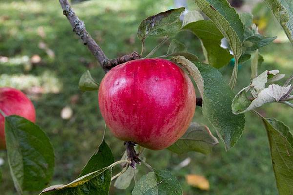 О яблоне Услада: описание сорта, характеристики, агротехника, как выращивать