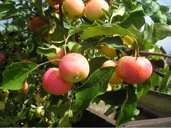 Подробная характеристика и особенности выращивания яблони первоуральская