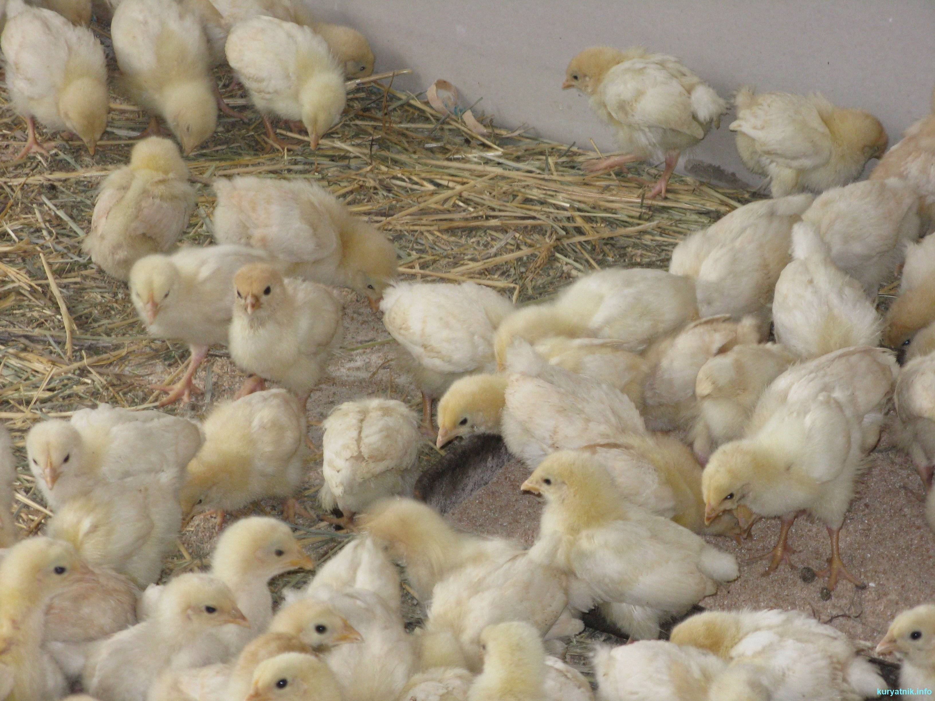 Чем кормить цыплят в домашних условиях