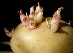 Как правильно проращивать картофель перед высадкой