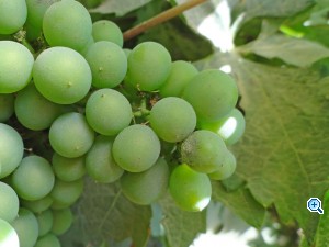 Милдью на винограде – фото и чем лечить