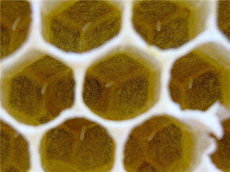 Стадии развития пчел и их питание