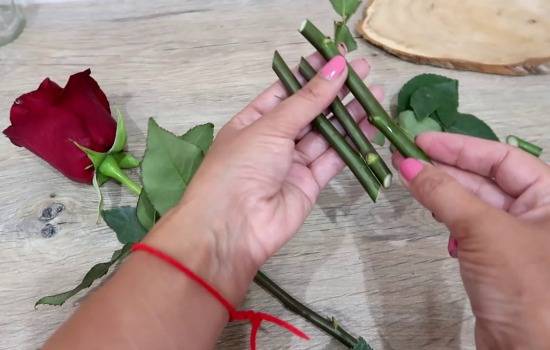 Укоренение роз из букета и выращивание черенков в домашних условиях