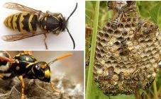 О пчелиной матке: как выглядит королева пчел, сколько живет, вывод маток