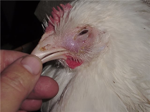 Болезнь ньюкасла у кур и цыплят-бройлеров — лечение и симптомы