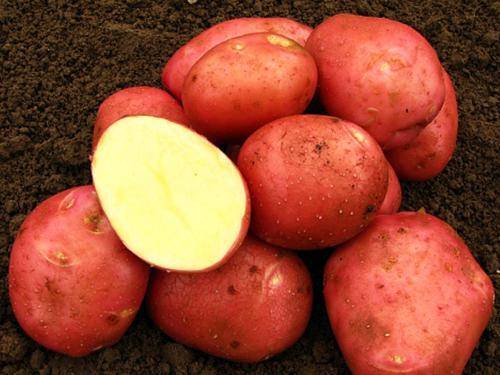 Картофель аусония: описание сорта, характеристики, достоинства, сроки и технология посадки, методика выращивания, отзывы
