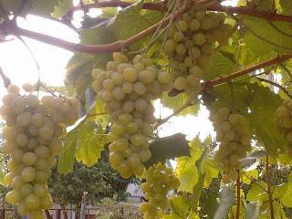 О винограде Плевен: описание и характеристики сорта, посадка и уход