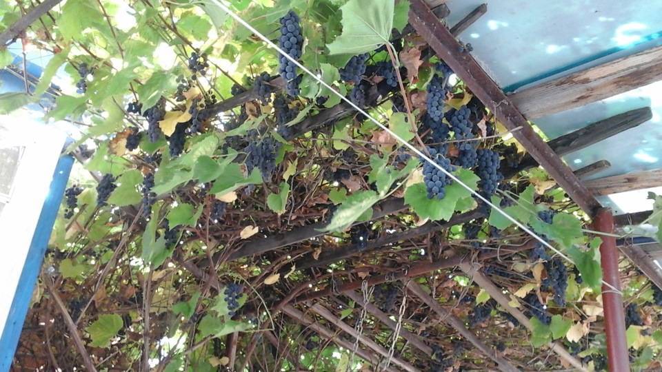 Посадка винограда весной – инструкция для новичка