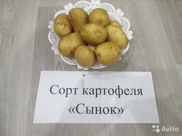 Описание сорта картофеля вега