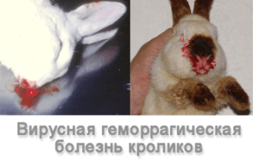 Вирусная геморрагическая болезнь кроликов: симптомы, профилактика, лечение, клинические признаки. | 
ветеринарная служба владимирской области