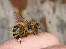 Пчелиный яд (апитоксин): состав, действие на организм, применение