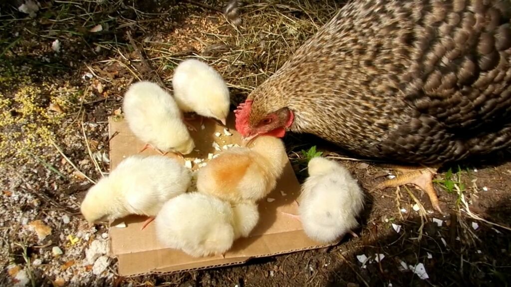 Чем кормить двухмесячных цыплят