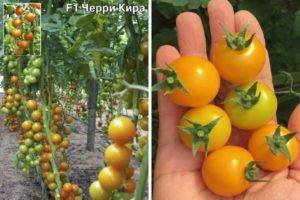 Правила, рекомендации и тонкости посадки помидоров